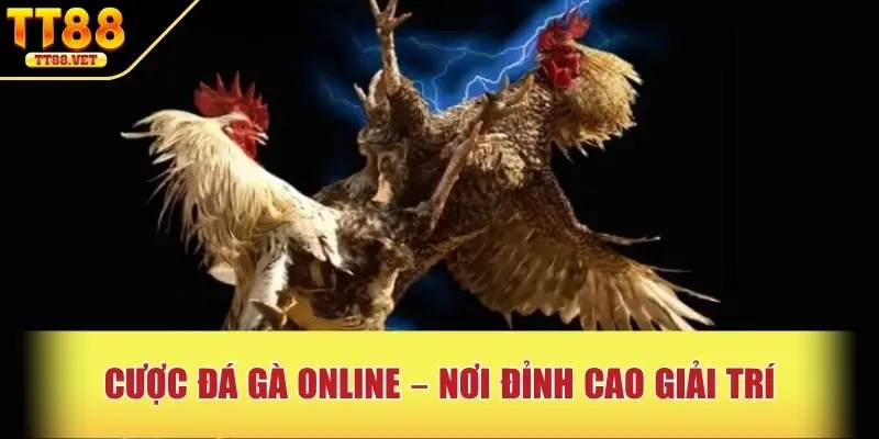 Cược đá gà online – nơi đỉnh cao giải trí