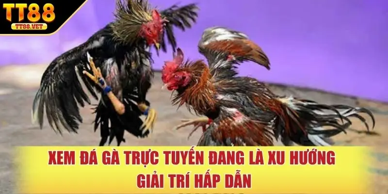 Xem đá gà trực tuyến đang là xu hướng giải trí hấp dẫn